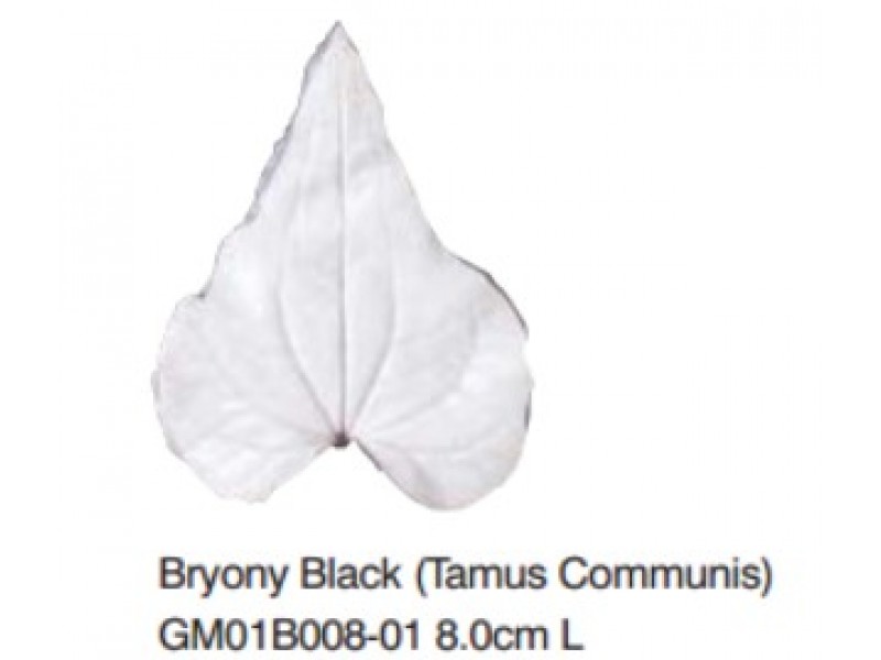 蔓草葉-Bryony- Black(Tammis) L