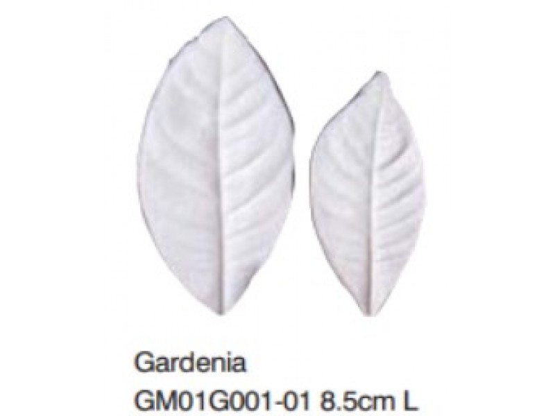 梔子花葉-Gardenia L