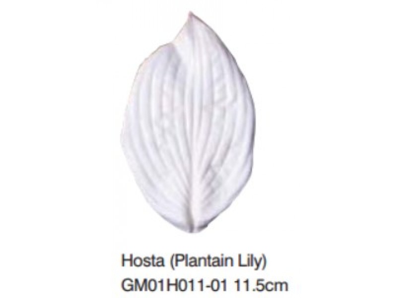 玉簪花葉-Hosta (Plantain Lily)